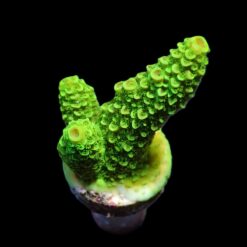 Acropora papillare (frag) | FRAG