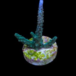 Acropora parilis (frag) | FRAG