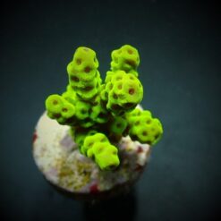 Acropora sarmentosa (frag) | FRAG