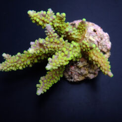 Acropora secale | M