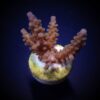 Acropora secale (frag) | FRAG