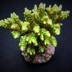 Acropora selago | T