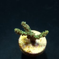 Acropora selago (frag) | FRAG
