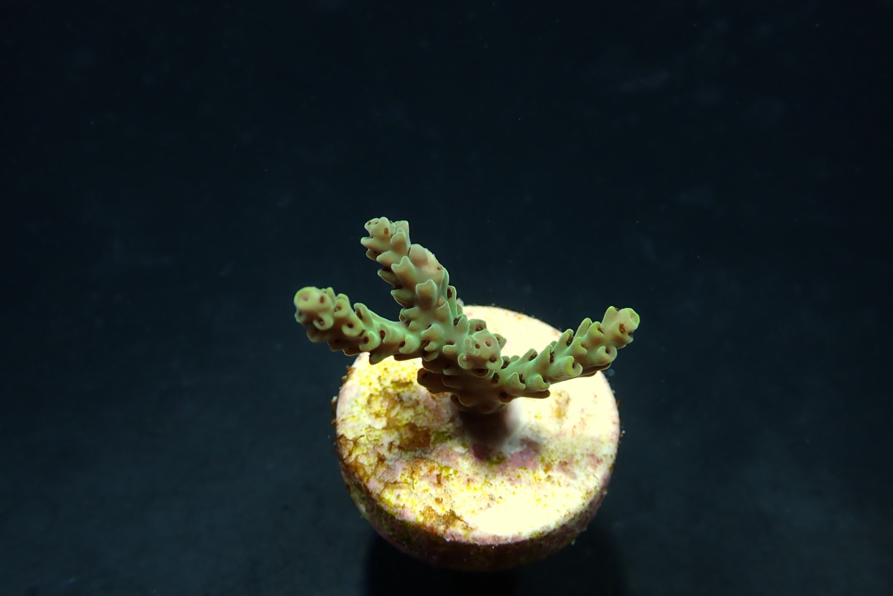 Acropora selago (frag) | FRAG