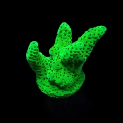 Acropora spp. (Green) (frag) | FRAG