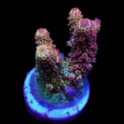 Acropora spp. (Ultra) (frag) | FRAG