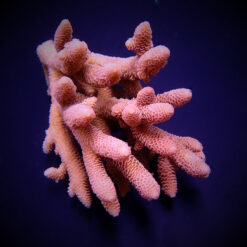 Acropora spathulata | T