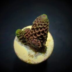 Acropora spathulata (frag) | FRAG