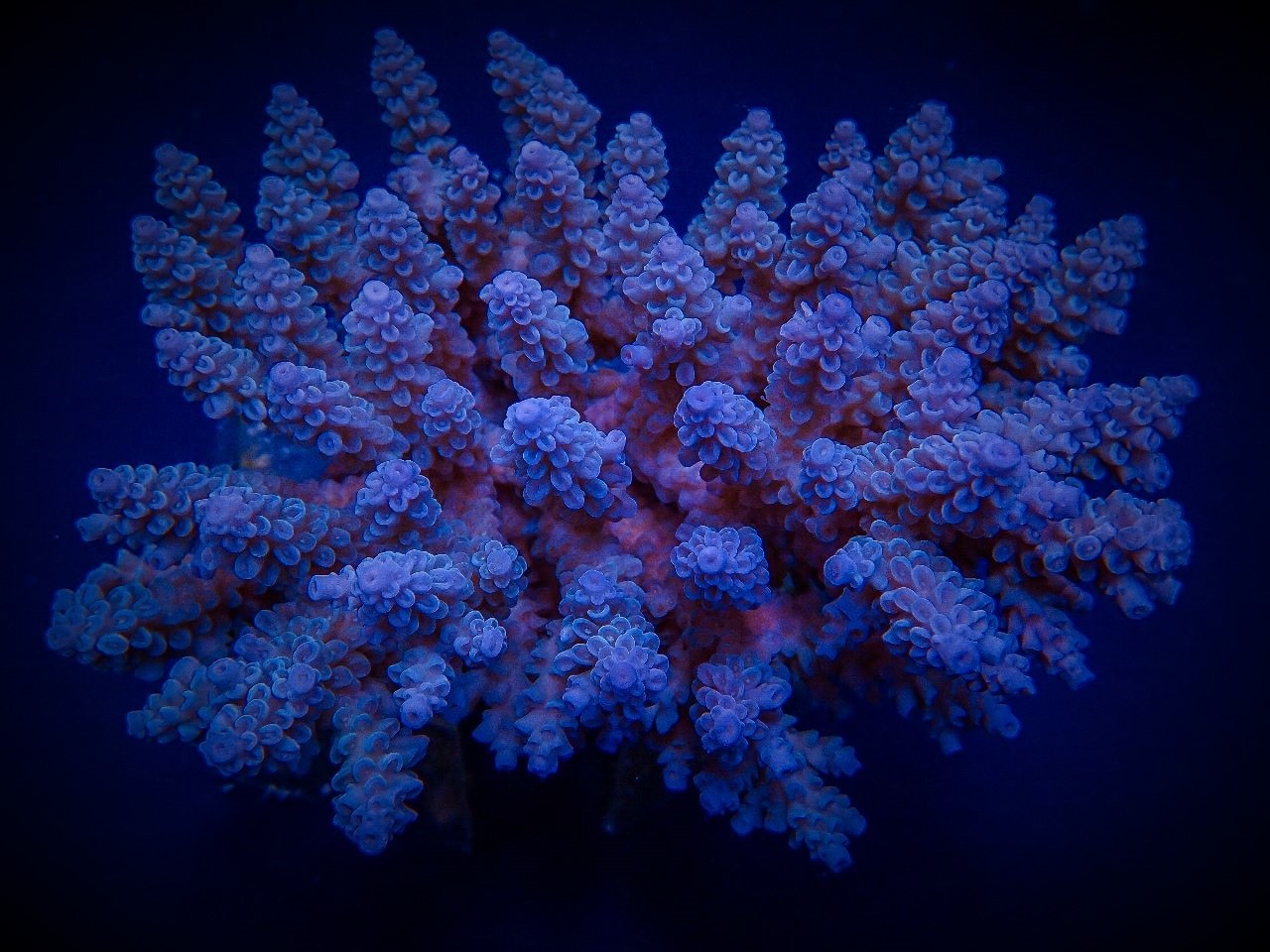 Acropora spp. (Blue) | M