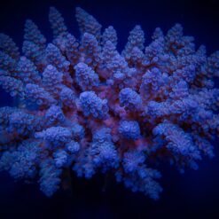 Acropora spp. (Blue) | L