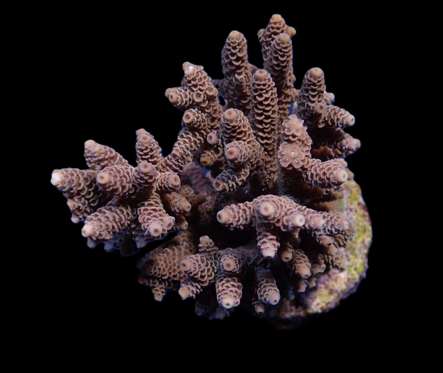 Acropora spp. (Cream-Common) | T