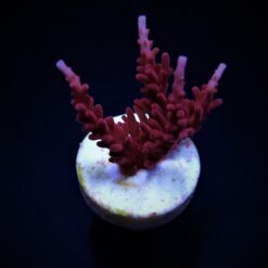 Acropora spp. (DJM Signature) (frag) | FRAG