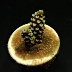 Acropora spp. (Grade A) (frag) | FRAG