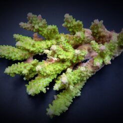 Acropora spp. (Green) | L