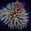 Acropora subulata | S