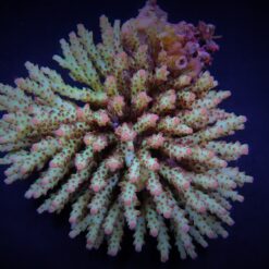 Acropora subulata | S