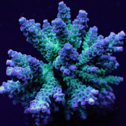 Acropora tenuis (Grade A) | XL