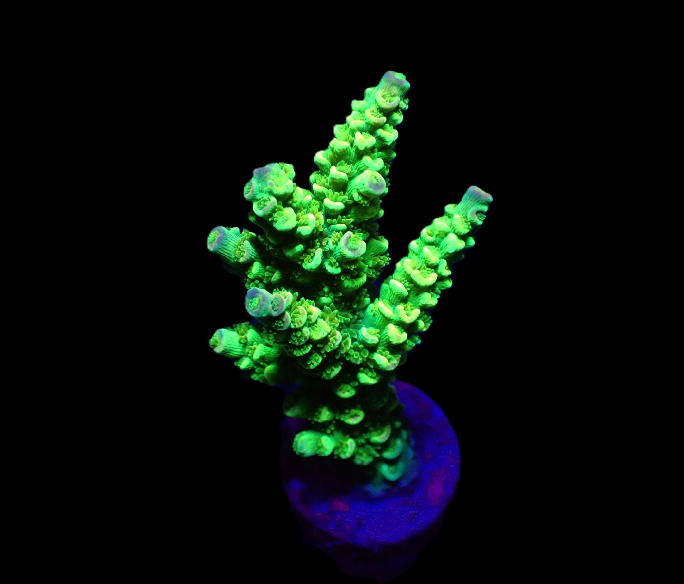 Acropora tenuis (Greenish) (frag) | FRAG