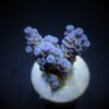 Acropora tenuis (Blueish) (frag) | FRAG