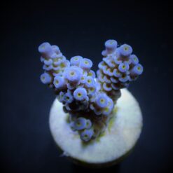 Acropora tenuis (Blueish) (frag) | FRAG