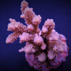 Acropora tenuis (Pinkish) | XL