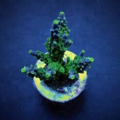 Acropora valida (frag) | FRAG