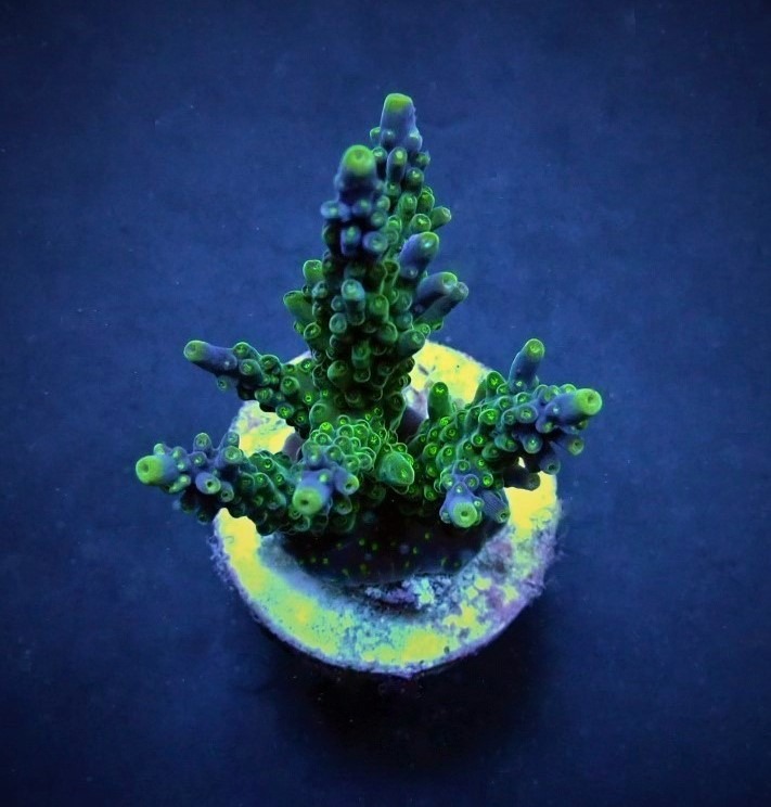 Acropora valida (frag) | FRAG