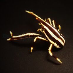 Allogalathea elegans (Striped) | All sizes