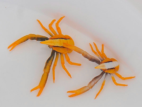 Allogalathea elegans (Premium color) | All sizes