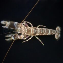 Alpheus bellulus | All sizes