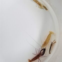Alpheus spp. | All sizes