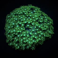 Alveopora spp. (Green) | XL