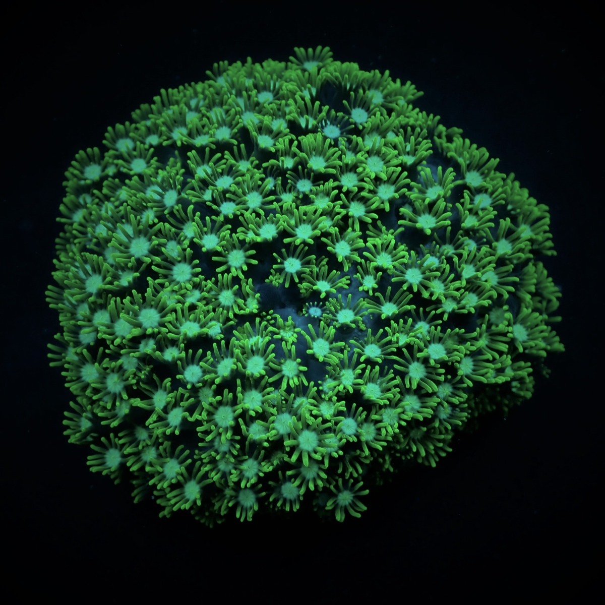 Alveopora spp. (Green) | XL