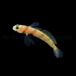 Amblyeleotris guttata | All sizes