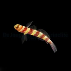 Amblyeleotris wheeleri | All sizes