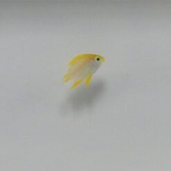 Amblyglyphidodon aureus | All sizes