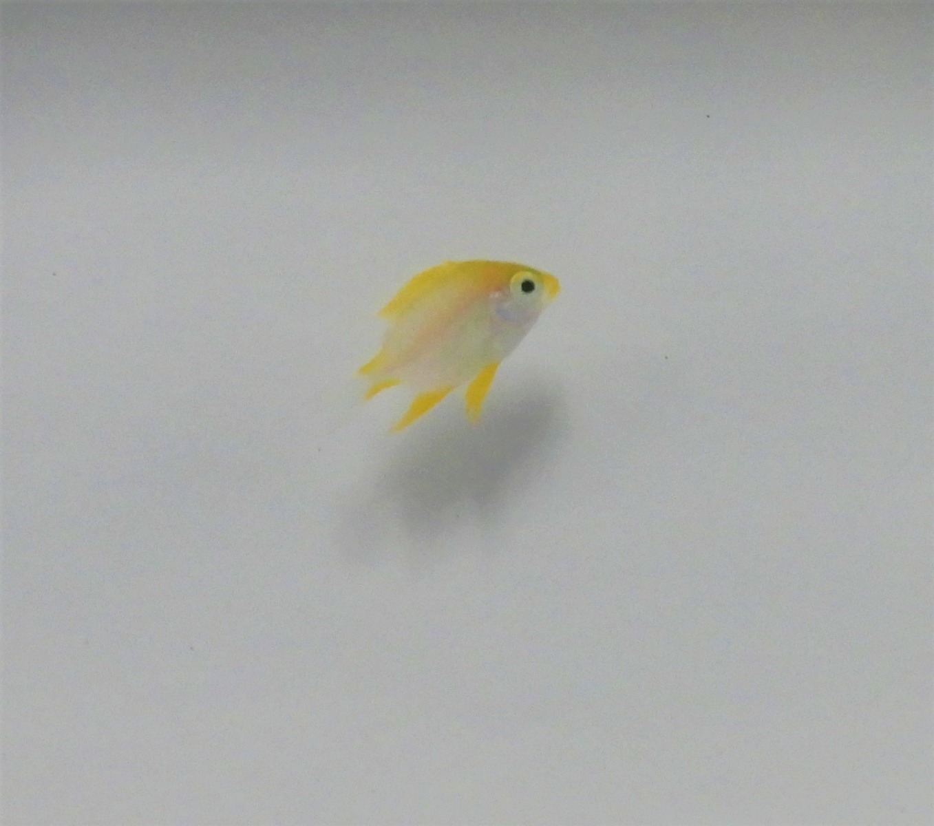 Amblyglyphidodon aureus | All sizes