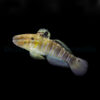 Amblygobius phalaena - T.B. | All sizes