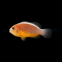 Amphiprion akallopisos - DJM Bred | All sizes