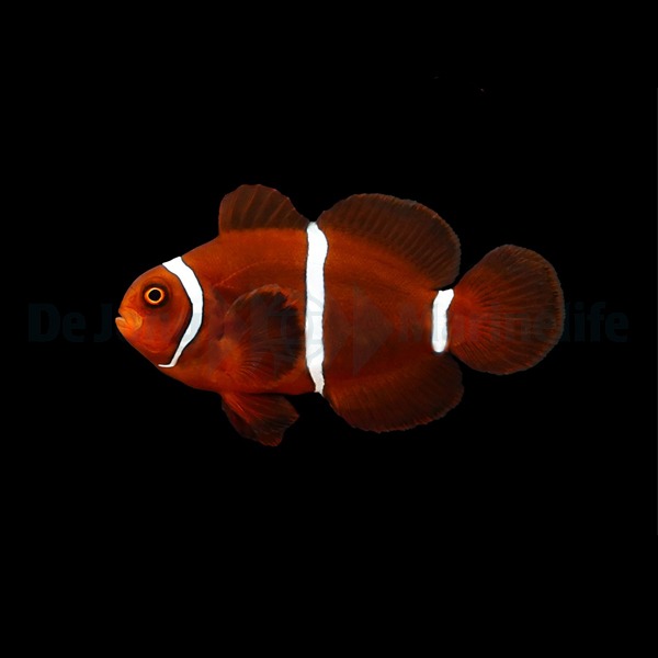 Amphiprion biaculeatus - DJM Bred | All sizes