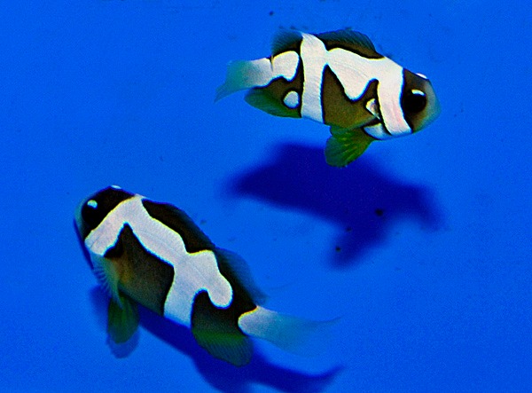 Amphiprion clarkii (Picasso) - T.B. | All sizes