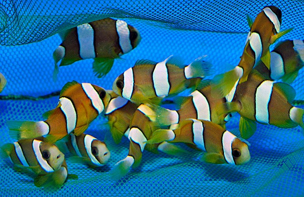 Amphiprion clarkii (Yellow) - T.B. | All sizes