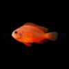 Amphiprion ephippium - DJM Bred | All sizes