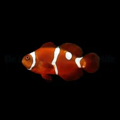 Amphiprion epigrammata (Snowdrop) - DJM Bred | All sizes