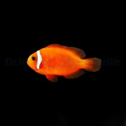 Amphiprion frenatus - DJM Bred | All sizes