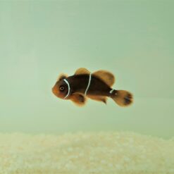 Amphiprion gibbosus - DJM Bred | All sizes