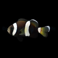 Amphiprion latezonatus - DJM Bred | All sizes