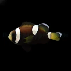 Amphiprion (saddleback blue lip) | All sizes