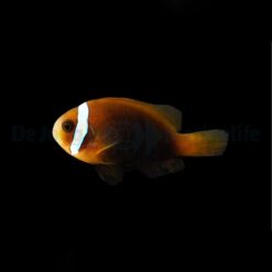 Amphiprion melanopus - DJM Bred | All sizes