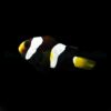 Amphiprion clarkii (Black) - DJM Bred | All sizes
